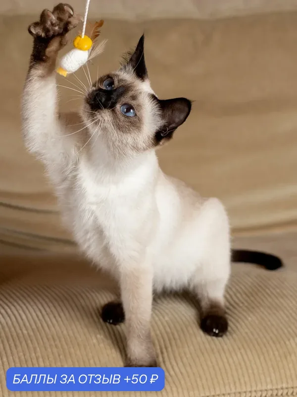 Игрушка для кошек Japan Premium Pet дразнилка из натурального кокона шелкопряда для возбуждения кошачьих инстинктов — Japan Premium Pet, 50 баллов за отзыв Яндекс Маркет