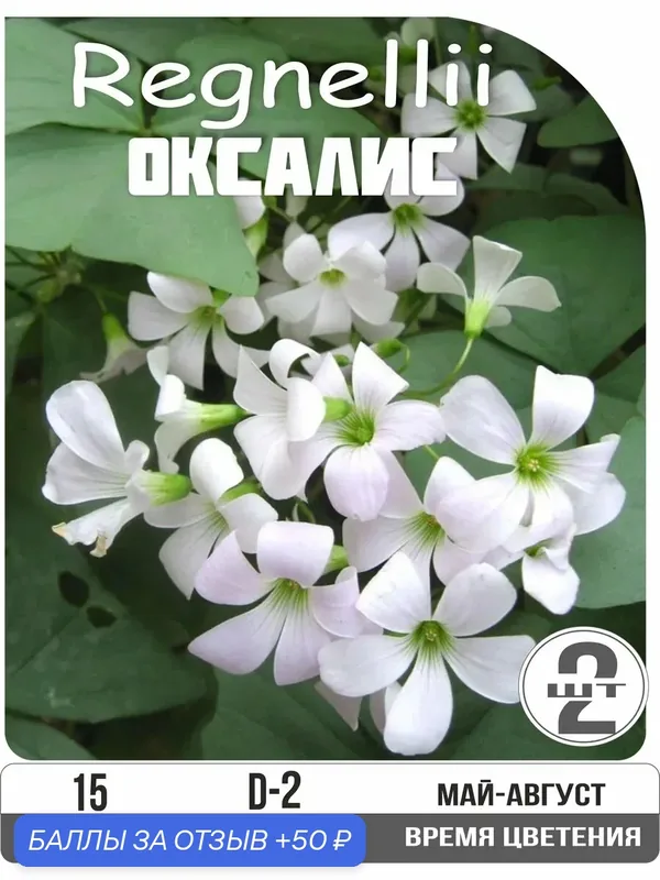Оксалис (кислица) Регнелла, корневище, многолетник, морозостойкий, белый 2шт. — Eywa, 50 баллов за отзыв Яндекс Маркет