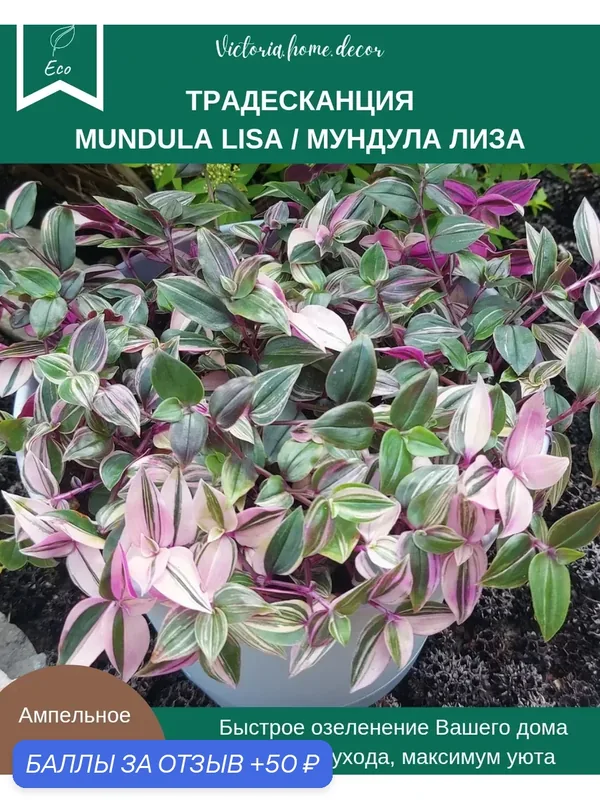 Традесканция Mundula Lisa/Мундула Лиза/Радужный холм/Триколор — 50 баллов за отзыв Яндекс Маркет