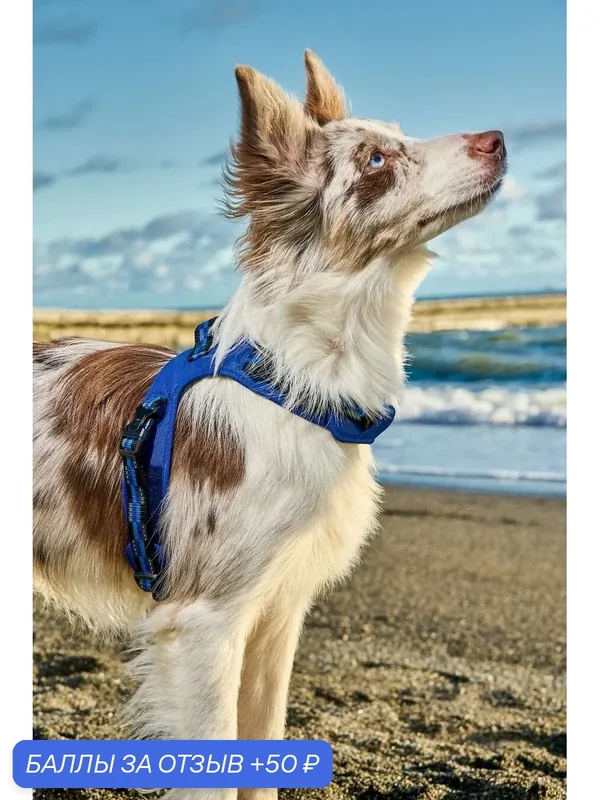 Шлейка для собак Japan Premium Pet / шлейка жилетка для собак мелких и средних пород с Балансером, цвет синий, размер S — Japan Premium Pet, 50 баллов за отзыв Яндекс Маркет