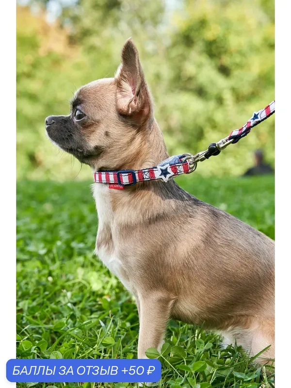 Джинсовый ошейник Japan Premium Pet Английский стиляга с силиконовой защитой и двойным креплением, размер S (цвет: красный) — Japan Premium Pet, 50 баллов за отзыв Яндекс Маркет