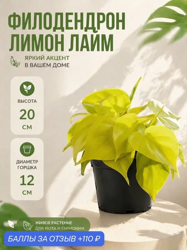 Комнатное растение Филодендрон Лимон Лайм 20 см D12 Живой цветок в горшке — MIRACLE GARDEN, 110 баллов за отзыв Яндекс Маркет