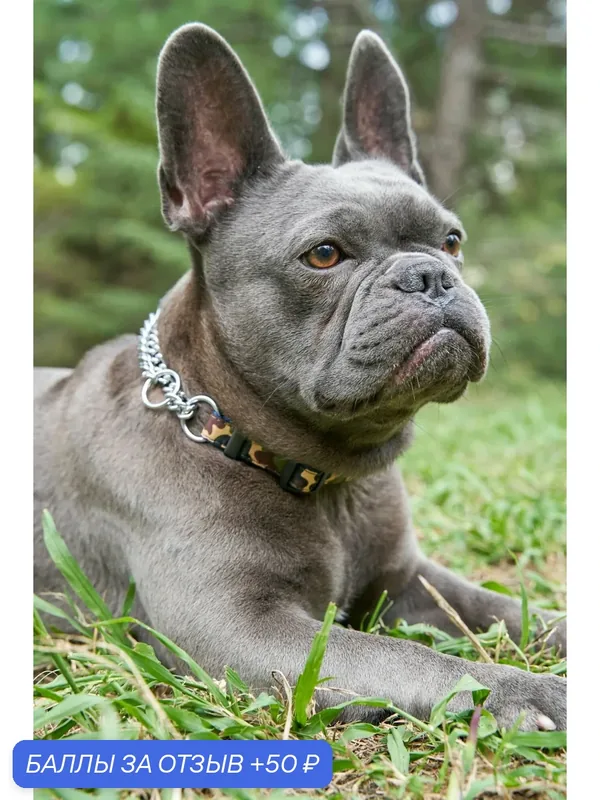 Регулируемый двойной ошейник Japan Premium Pet с функцией полуудавки и цепью для собак, М, в стиле милитари камуфляж — Japan Premium Pet, 50 баллов за отзыв Яндекс Маркет
