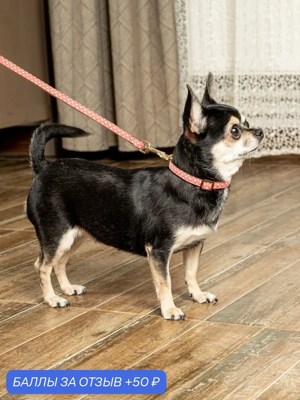Ошейник для собак Japan Premium Pet гибридный в стиле эпохи наполеоновского амира, цвет розовый, размер S — Japan Premium Pet, 50 баллов за отзыв Яндекс Маркет