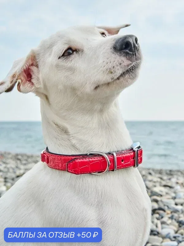 Ошейник для собак Japan Premium Pet из полированной натуральной кожи. Размер М. — Japan Premium Pet, 50 баллов за отзыв Яндекс Маркет