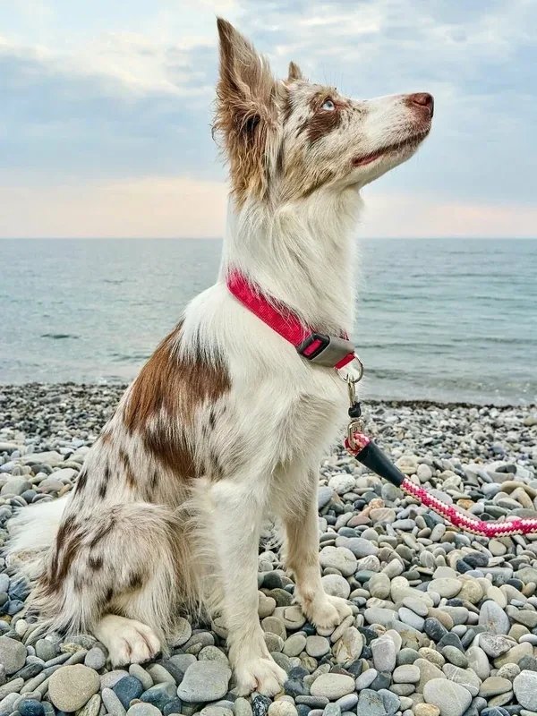Ошейник для собак Japan Premium Pet с неоном, двойной стропой и силиконовой защитой, красный, размер L. — Japan Premium Pet, 50 баллов за отзыв Яндекс Маркет