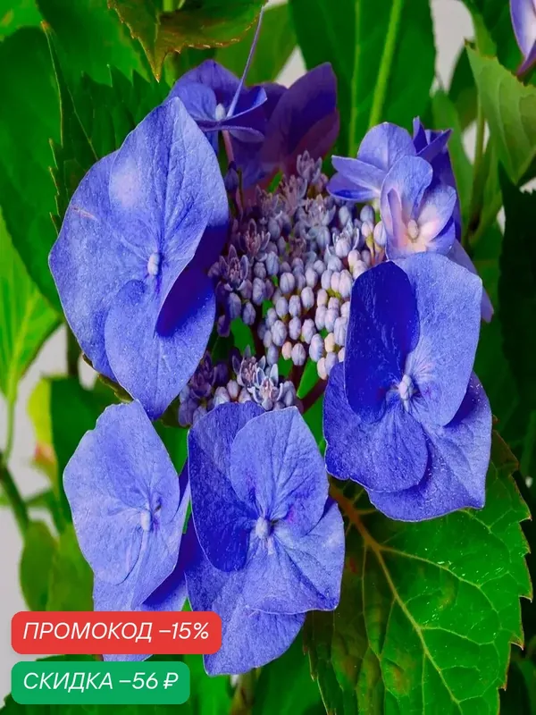 Гортензия крупнолистная Садовые Растения "Blaumeise", многолетняя, лиловая, до 1 м — Садовые Растения, скидка по промокоду Яндекс Маркет