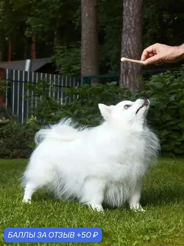 Игрушка-аппорт для собак Japan Premium Pet для дрессуры, размер мини — Japan Premium Pet, 50 баллов за отзыв Яндекс Маркет
