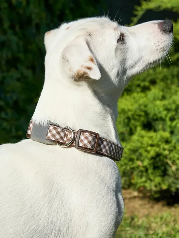 Ошейник для собак Japan Premium Pet серия "Парижанин" с силиконовой защитой, размер М. — Japan Premium Pet, 50 баллов за отзыв Яндекс Маркет