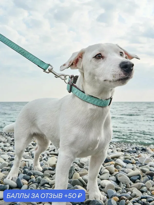 Поводок для собак гибридный Japan Premium Pet в стиле эпохи Наполеоновского Амира, размер М, цвет ментол в горошек. — Japan Premium Pet, 50 баллов за отзыв Яндекс Маркет