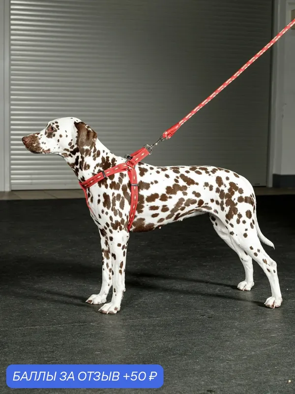 Поводок для собак Japan Premium Pet Антисрыв со стоппером на карабине, бордовый, размер M — Japan Premium Pet, 50 баллов за отзыв Яндекс Маркет
