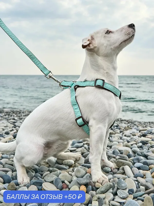 Шлейка для собак Japan Premium Pet с функцией распределения нагрузки при рывке собаки, цвет бирюзовый, размер М — Japan Premium Pet, 50 баллов за отзыв Яндекс Маркет
