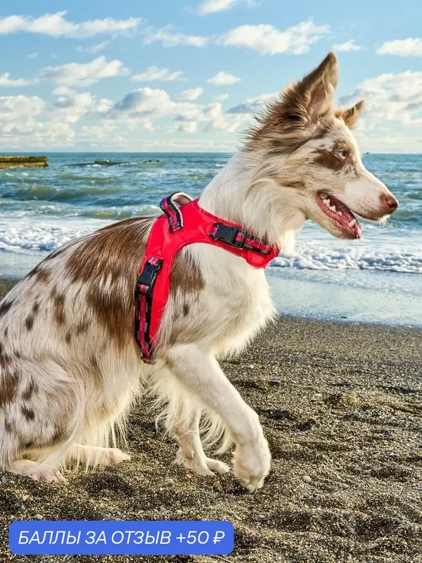 Шлейка-жилетка для собак Japan Premium Pet с балансером и функцией вентиляции, размер SS, красный — Japan Premium Pet, 50 баллов за отзыв Яндекс Маркет