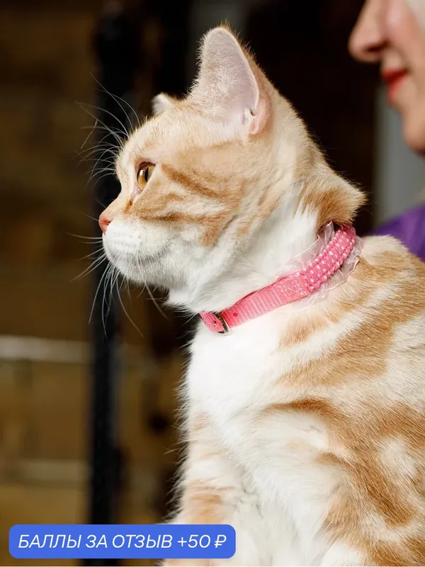 Ошейник безопасный элегантный Japan Premium Pet в дворянском стиле c рюшечками с системой защиты от удушения, розовый — Japan Premium Pet, скидка по промокоду Яндекс Маркет
