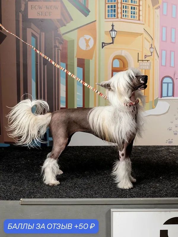 Поводок для собак Japan Premium Pet в стиле мексика, цвет красный, размер SS — Japan Premium Pet, 50 баллов за отзыв Яндекс Маркет