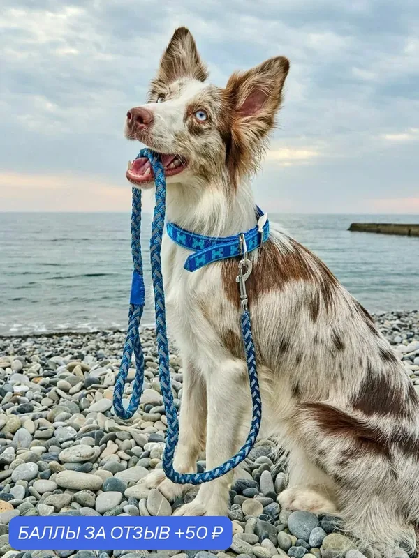 Ошейник для собак Japan Premium Pet с двойной стропой и стальным застегивающимся механизмом, размер М — Japan Premium Pet, 50 баллов за отзыв Яндекс Маркет