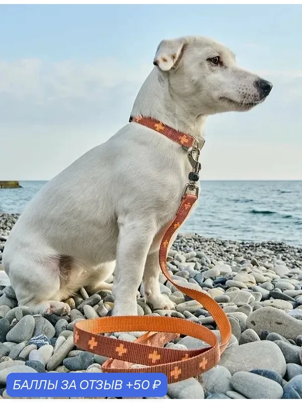 Поводок-стропа для собак Japan Premium Pet DАISKI из нейлона с механизмом защиты от срыва на карабине. Коричневый. М — Japan Premium Pet, 50 баллов за отзыв Яндекс Маркет