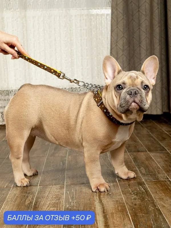 Поводок для собак Japan Premium Pet гибридный в стиле "звёзды", размер M. — Japan Premium Pet, скидка по промокоду Яндекс Маркет
