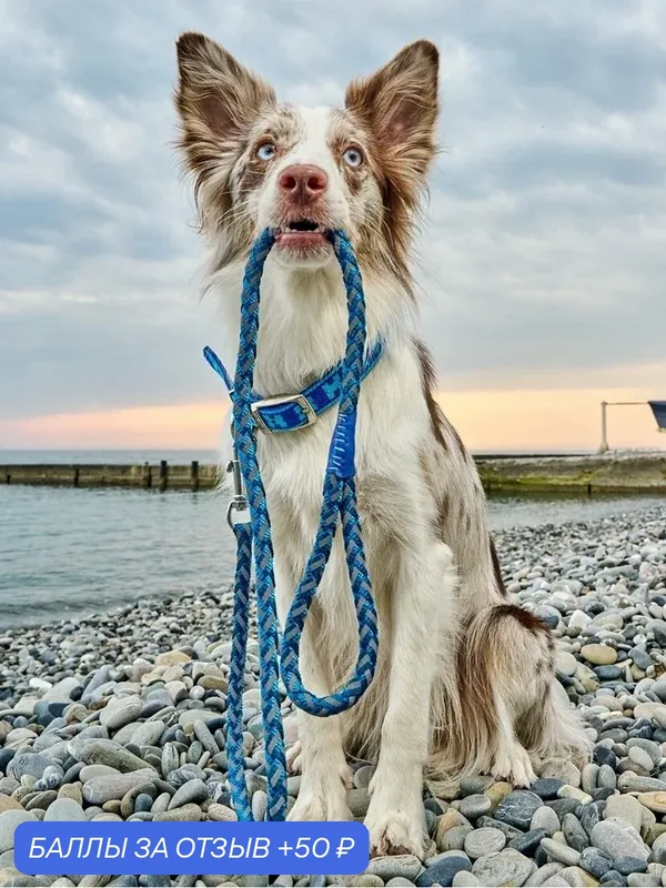 Поводок для собак Japan Premium Pet с усиленным светоотражателем, цвет синий, размер L. — Japan Premium Pet, 50 баллов за отзыв Яндекс Маркет