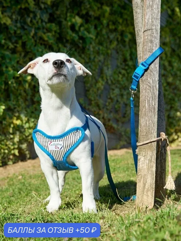 Джинсовая шлейка с поводком Japan Premium Pet комплект Handler, размер S, цвет синий. — Japan Premium Pet, 50 баллов за отзыв Яндекс Маркет