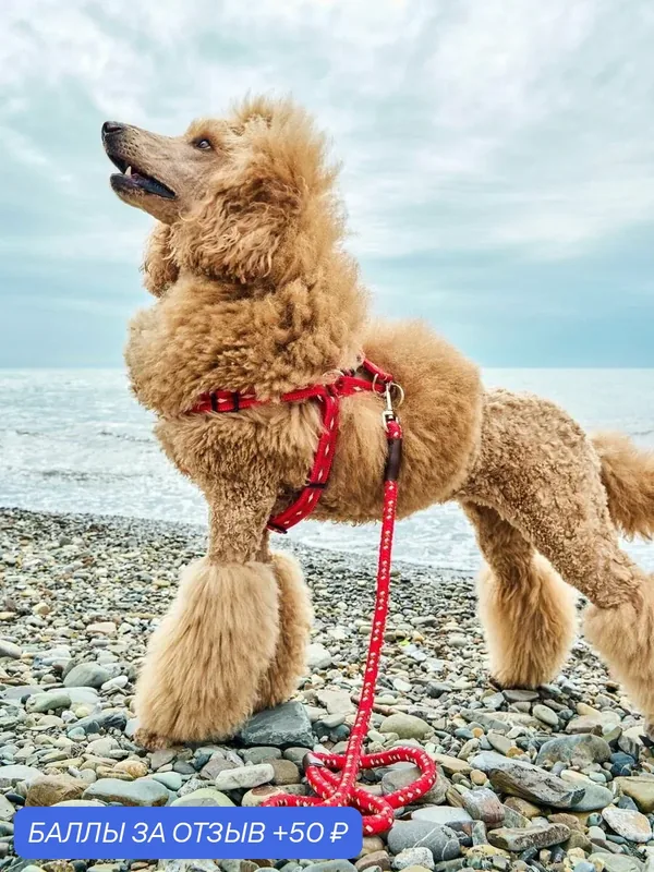 Поводок для собак Japan Premium Pet особо прочный светоотражающий "АнтиСрыв" со стоппером на карабине, цвет красный, размер М — Japan Premium Pet, скидка по промокоду Яндекс Маркет