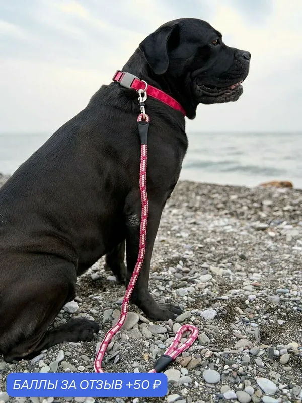 Поводок водилка для собак Japan Premium Pet прочный со стоппером на карабине, цвет нежно-пурпурный. — Japan Premium Pet, 50 баллов за отзыв Яндекс Маркет