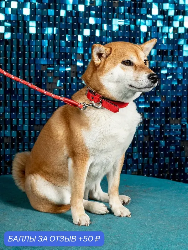 Поводок-спандер эластичный Japan Premium Pet с функцией гашения рывков собаки, красный, размер S — Japan Premium Pet, 50 баллов за отзыв Яндекс Маркет
