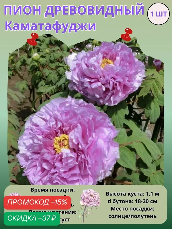Пион древовидный Каматафуджи, многолетние цветы для сада — скидка по промокоду Яндекс Маркет