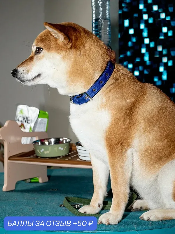 Нейлоновый ошейник Japan Premium Pet DAISKI для собак, синий, размер L — Japan Premium Pet, 50 баллов за отзыв Яндекс Маркет