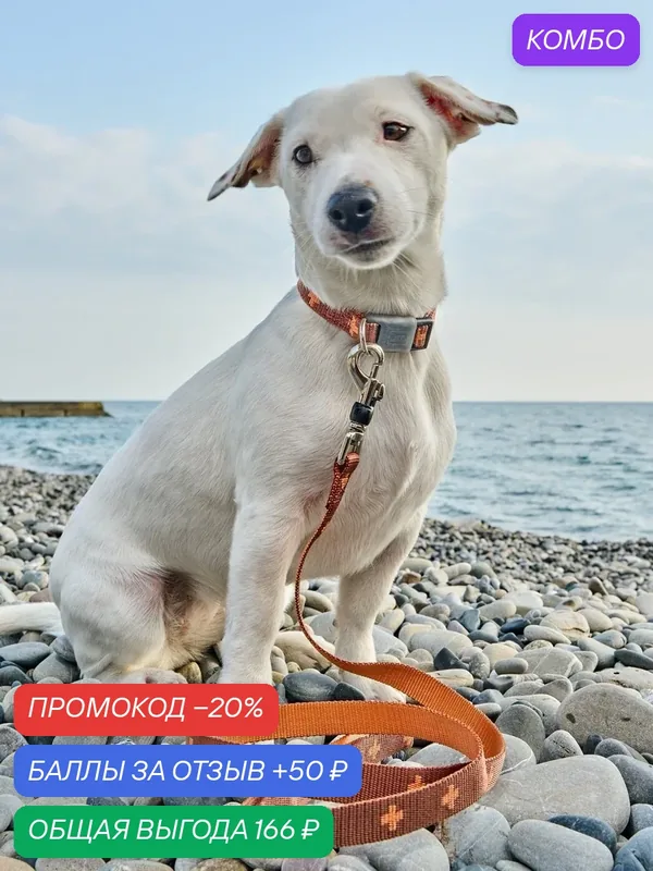 Поводок-стропа для собак Japan Premium Pet DАISKI из нейлона с механизмом защиты от срыва на карабине. Коричневый. L — Japan Premium Pet, промокод и 50 баллов за отзыв Яндекс Маркет