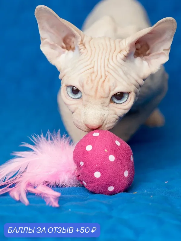 Игрушка для кошек и котят Japan Premium Pet мяч с натуральными перьями и кошачьей мятой. — Japan Premium Pet, скидка по промокоду Яндекс Маркет