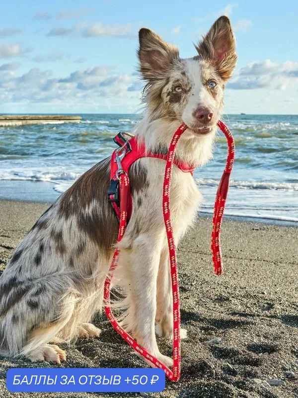 Поводок для собак Japan Premium Pet особо прочный светоотражающий "АнтиСрыв" со стоппером на карабине, цвет красный, размер М — Japan Premium Pet, скидка по промокоду Яндекс Маркет