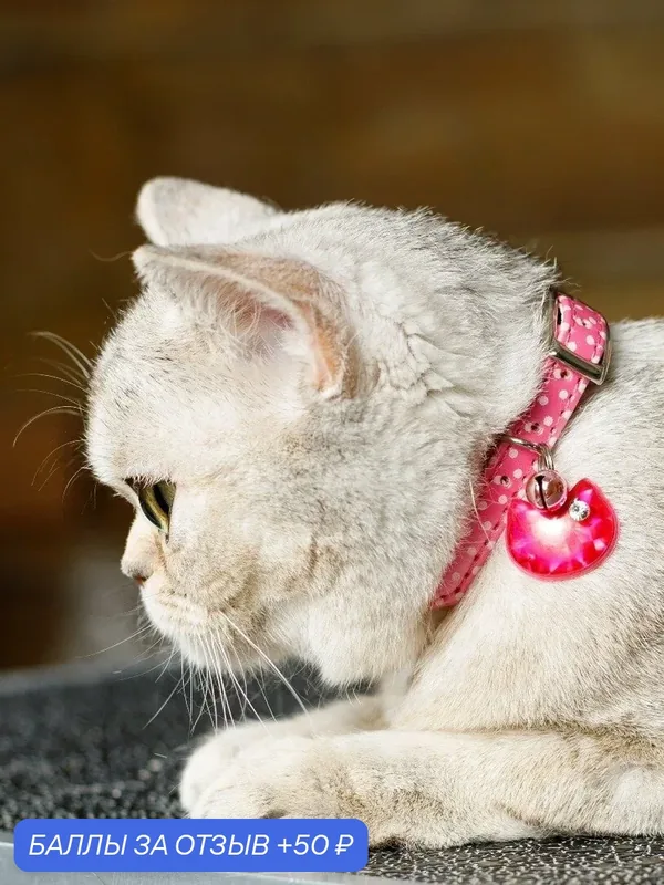 Безопасный ошейник Japan Premium Pet в стиле "Швейцарского горошка" с системой защиты от удушения, сияющий розовый, S — Japan Premium Pet, 50 баллов за отзыв Яндекс Маркет