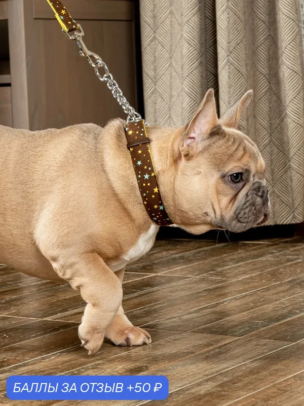 Регулируемый ошейник Japan Premium Pet двойной в стиле милитари звезды с функцией полуудавки и цепью для собак, размер L — Japan Premium Pet, 50 баллов за отзыв Яндекс Маркет