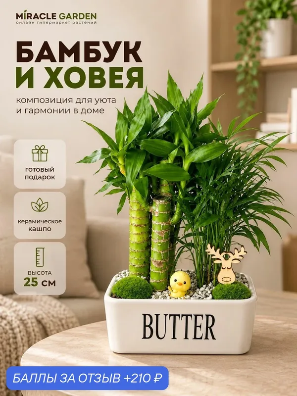Цветочная композиция из живых растений в Керамическом Кашпо из Бамбука и Ховеи Miracle Garden — 210 баллов за отзыв Яндекс Маркет