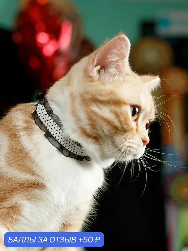 Ошейник безопасный элегантный Japan Premium Pet в дворянском стиле c рюшечками с системой защиты от удушения, белый — Japan Premium Pet, 50 баллов за отзыв Яндекс Маркет